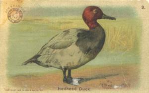 1904 Church & Co. Game Bird Series (J3) #3 Redhead Duck Front