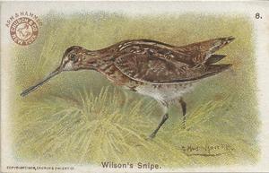 1904 Church & Co. Game Bird Series (J3) #8 Wilson's Snipe Front