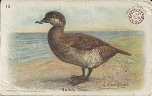 1904 Church & Co. Game Bird Series (J3) #16 Ruddy Duck Front
