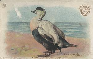 1904 Church & Co. Game Bird Series (J3) #17 American Eider Duck Front