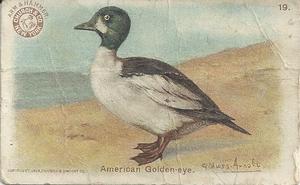 1904 Church & Co. Game Bird Series (J3) #19 American Golden-eye Front