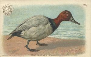 1904 Church & Co. Game Bird Series (J3) #20 Canvasback Duck Front