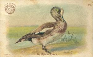 1904 Church & Co. Game Bird Series (J3) #24 Baldpate Duck Front