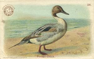 1904 Church & Co. Game Bird Series (J3) #26 Pintail Duck Front