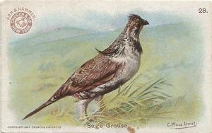 1904 Church & Co. Game Bird Series (J3) #28 Sage Grouse Front