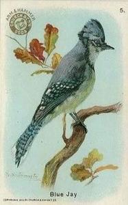 1908 Church & Dwight New Series of Birds (J4) #5 Blue Jay Front