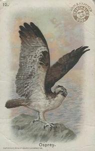 1908 Church & Dwight New Series of Birds (J4) #12 Osprey Front