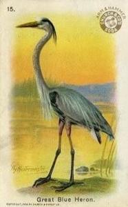 1908 Church & Dwight New Series of Birds (J4) #15 Great Blue Heron Front