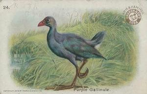1908 Church & Dwight New Series of Birds (J4) #24 Purple Gallinule Front