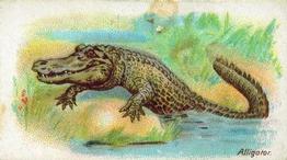 1900 Wills's Wild Animals of the World (Green Back) #NNO Alligator Front