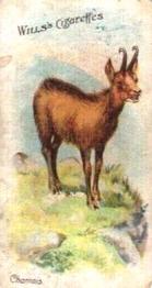 1900 Wills's Wild Animals of the World (Green Back) #NNO Chamois Front