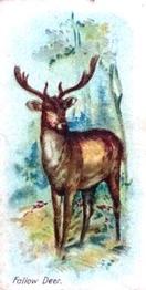 1900 Wills's Wild Animals of the World (Green Back) #NNO Fallow Deer Front