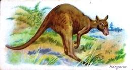 1900 Wills's Wild Animals of the World (Green Back) #NNO Kangaroo Front
