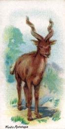 1900 Wills's Wild Animals of the World (Green Back) #NNO Kudu Antelope Front