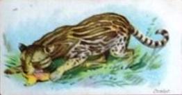 1900 Wills's Wild Animals of the World (Green Back) #NNO Ocelot Front
