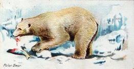 1900 Wills's Wild Animals of the World (Green Back) #NNO Polar Bear Front