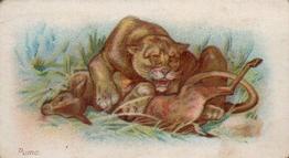 1900 Wills's Wild Animals of the World (Green Back) #NNO Puma Front