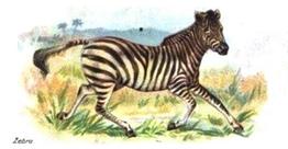 1900 Wills's Wild Animals of the World (Green Back) #NNO Zebra Front