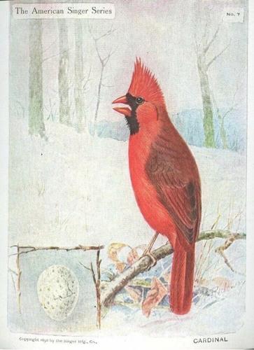 1898-00 The American Singer Series (H683) #7 Cardinal Front