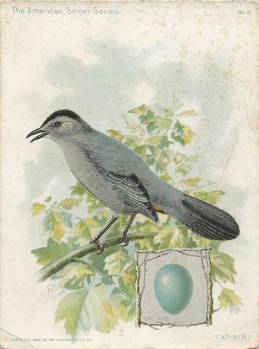 1898-00 The American Singer Series (H683) #11 Cat-Bird Front