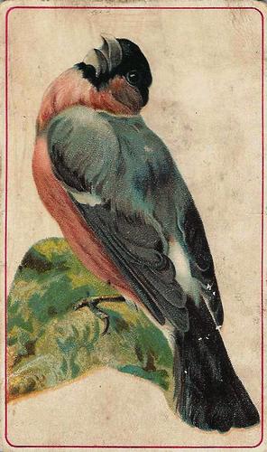 1890 Arbuckle's Coffee General Subjects (K9) #51 Bullfinch Front