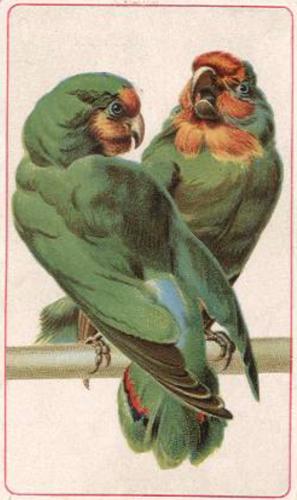 1890 Arbuckle's Coffee General Subjects (K9) #55 Parrots Front