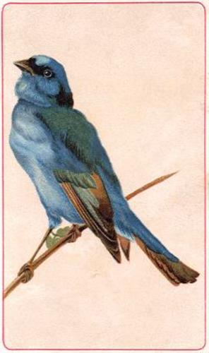 1890 Arbuckle's Coffee General Subjects (K9) #57 American Bluebird Front