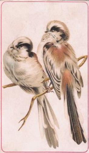 1890 Arbuckle's Coffee General Subjects (K9) #63 Long-tailed Titmouse Front