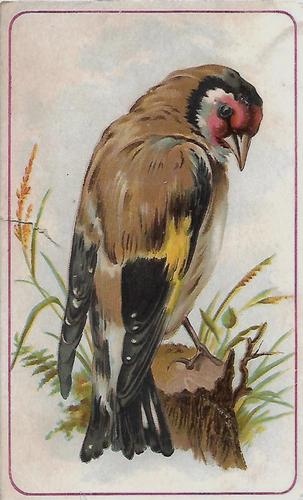 1890 Arbuckle's Coffee General Subjects (K9) #64 Eurasian Goldfinch Front
