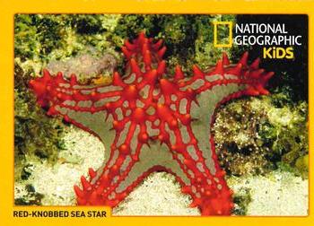 2017-18 National Geographic For Kids Dec-Jan #NNO Red-Knobbed Sea Star Front