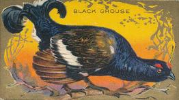 1910 American Tobacco Bird Series (T43) #NNO Black Grouse Front