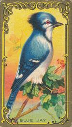 1910 American Tobacco Bird Series (T43) #NNO Blue Jay Front