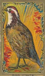 1910 American Tobacco Bird Series (T43) #NNO Bob White Quail Front