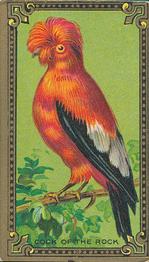 1910 American Tobacco Bird Series (T43) #NNO Cock-of-the-rock Front