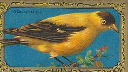 1910 American Tobacco Bird Series (T43) #NNO Goldfinch Front