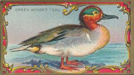 1910 American Tobacco Bird Series (T43) #NNO Green Winged Teal Front