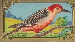 1910 American Tobacco Bird Series (T43) #NNO Red Breasted Woodpecker Front