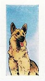 1960 Cadet Sweets Adventures of Rin Tin Tin #40 Always on the look out... Front