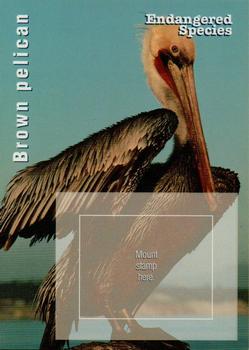 1996 USPS Endangered Species Souvenir Stamp Saver Cards #NNO Brown Pelican Front