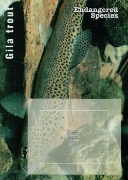 1996 USPS Endangered Species Souvenir Stamp Saver Cards #NNO Gila Trout Front