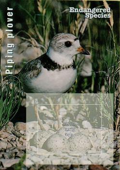 1996 USPS Endangered Species Souvenir Stamp Saver Cards #NNO Piping Plover Front