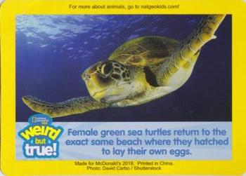 2018 McDonald's National Geographic Kids #NNO Green Sea Turtle Back