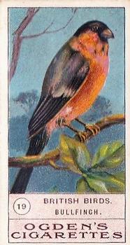 1905 Ogden's British Birds #19 Bullfinch Front