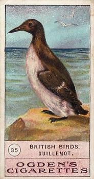 1905 Ogden's British Birds #35 Guillemot Front