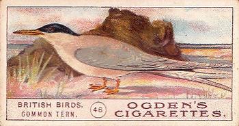 1905 Ogden's British Birds #46 Common Tern Front