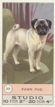 1908 Studio Fowls, Pigeons & Dogs #35 Fawn Pug Front