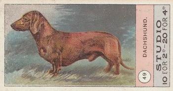 1908 Studio Fowls, Pigeons & Dogs #49 Dachshund Front