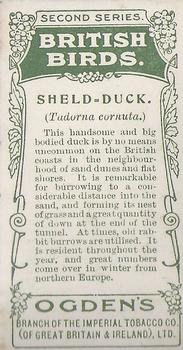 1909 Ogden's British Birds 2nd Series #53 Sheld-Duck Back