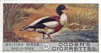 1909 Ogden's British Birds 2nd Series #53 Sheld-Duck Front