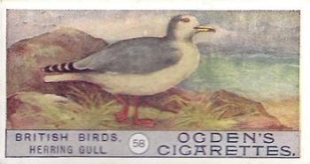 1909 Ogden's British Birds 2nd Series #58 Herring Gull Front